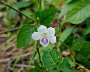 Mor boğazlı narin beyaz bir çiçek, doğal bir bahçe sahnesinde yeşil yaprakların arasında oturur. Doğa, bitki örtüsü, bahar ya da açık hava yaşam tarzı için ideal..
