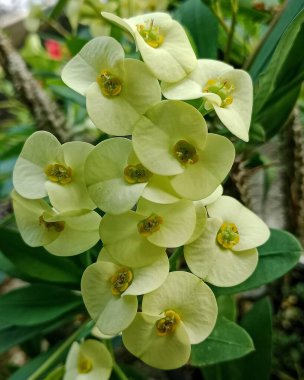 Yumuşak yuvarlak taç yaprakları ve küçük yeşil merkezleri olan soluk sarı çiçekli bukete benzer bir demet. Parlak yapraklar taze, doğal bir zemin sağlar, sakin ve botanik güzelliği taşır..