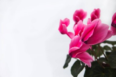 Beyaz arkaplanda pembe çiçekler