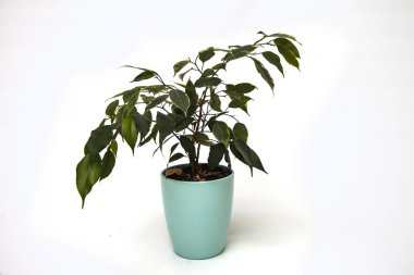 tencerede beyaz izole bitki