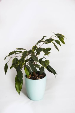 tencerede beyaz izole bitki