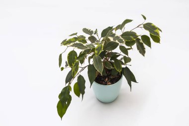 tencerede beyaz izole bitki