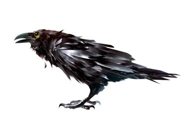 Boyalı kuş Raven beyaz arka plan yan görünüm