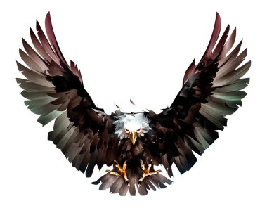 boyalı uçuş kuş kel kartal önünde