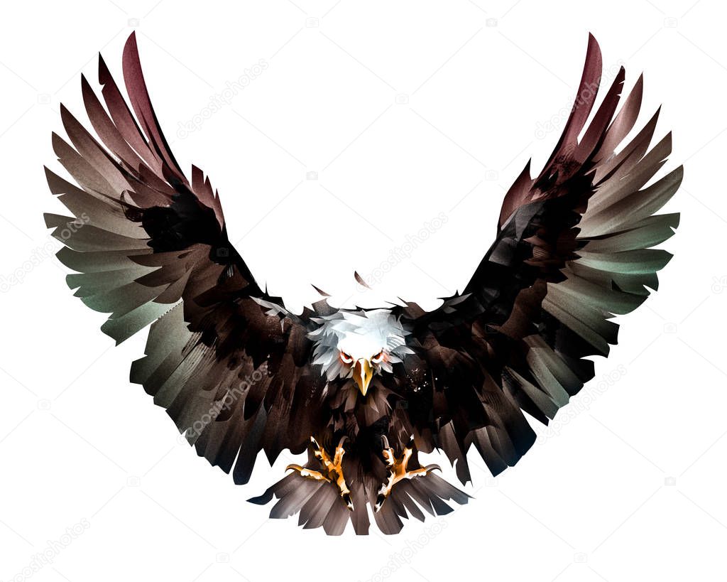 Sketch flight bird bald eagle in front