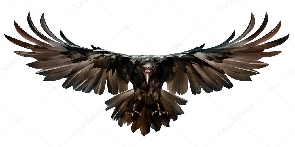 Bird in flight raven front