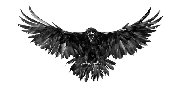 Painted portrait of a raven on a white background in front with a wingspan — Stock Photo, Image