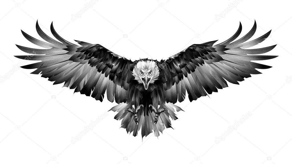 Art graphics bird eagle front view on white background