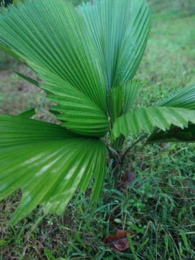Parktaki Licuala Grandis ya da Ruffled hayran palmiyesini kapatın. Palem kol ya da Palem kipas olarak bilinir.