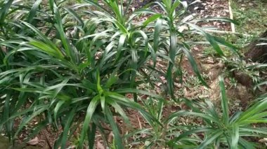 Pleomele angustifolia ya da Dracaena angustifolia 'ya yakın olan bu bitkinin yaprakları yiyecek için doğal yeşil boya olarak kullanılır. Yeşil suji bitkisi olarak da bilinir.