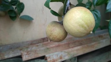 Yeşil yapraklı altın limon ağacı bir tencerede iyi büyüyor. Altın limonlar hasat edilmeye hazır.