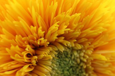 Dekoratif bir ayçiçeğinin makro görüntüsü dokulu yeşilimsi sarı bir merkezi ve yoğun sarı yaprakları var..