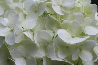 Çerçeveyi dolduran canlı beyaz bir ortanca çiçeğinin yakın plan görüntüsü.