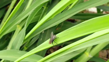 Yaprağa konan bir sinek.