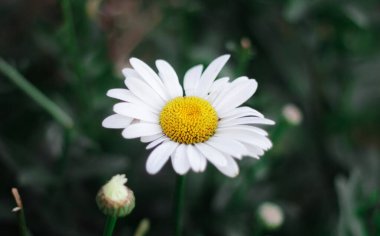 A white daisy flower blooms among the grass. The daisy has a yellow pistil. The daisy has the Latin name Leucanthemum vulgare and is also known as oxeye daisy, or marguerite