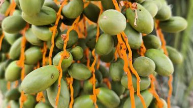 Canlı ve renkli, olgunlaşmamış mangoların eşsiz portakal özü yayması, inanılmaz güzellikler sergilemesi.
