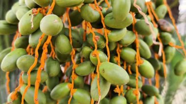 Canlı yeşil meyvelerin yakın plan çekimi narin turuncu iplikçikli, zarif doğası olan