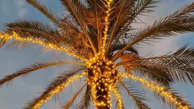 Göz kamaştırıcı bir palmiye ağacı parıldayan ışıklara sarılmış. Etrafındaki güzel gökyüzünü aydınlatıyor.