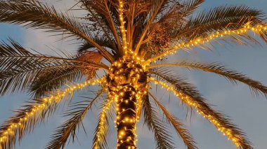 Çok güzel aydınlatılmış bir palmiye ağacı. Festival ışıklarıyla süslenmiş. Tropikal etkinlikler için mükemmel..