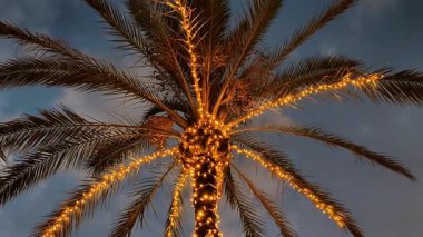 Parlayan ışıklarla süslenmiş canlı bir palmiye ağacı alacakaranlıkta büyüleyici bir ortam yaratıyor.