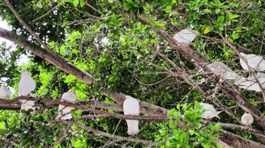 A serene and peaceful scene displays white birds gently perched among lush, vibrant green leaves and branches