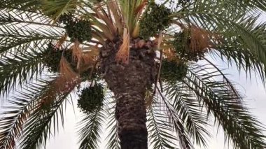 A stunning palm tree displays vibrant clusters of fruits beautifully against a serene sky filled with soft clouds