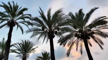 Göz kamaştırıcı palmiye ağaçları günbatımında nefes kesen canlı bir akşam gökyüzüne karşı zarifçe siluetlendi.
