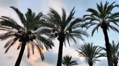 Canlı bir günbatımı arka planına karşı palmiye ağaçlarının yer aldığı nefes kesici bir manzara, tropikal temalar ve ruh halleri için gerçekten ideal.