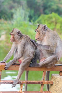 Uzun kuyruklu vahşi Makaklar sık tropikal ormanlardaki ahşap bir korkulukta birbirlerini tımar ediyorlar. Arka planda sakin bir göl var. Sosyal davranışları ve doğal yaşamı gösteriyor..