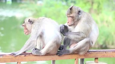 Yengeç yiyen maymunlar, tropikal yağmur ormanı gölü kıyısındaki ahşap bir korkulukta tımarlanıyorlar. Orijinal vahşi yaşam videosu primat sosyal bağlarını, hayvan bakımını ve doğal orman davranışlarını gösteriyor..