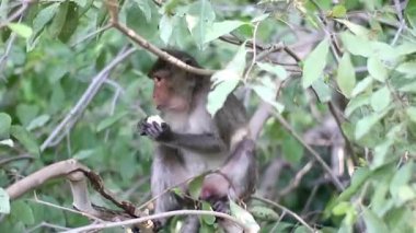 Uzun kuyruklu maymun bir ağaca tünemiş tropik bir orman gölünün yanında mısır yiyormuş. Doğal Güneydoğu Asya orman habitatındaki otantik beslenme davranışlarını yakalıyor.