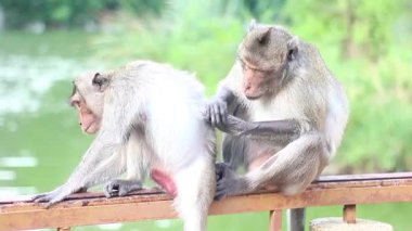 Göl kenarındaki nemli tropikal yağmur ormanlarında vahşi bir maymun kadın partner yetiştiriyor. Orman ekosisteminde primat sosyal bakım, bağ ve doğal hayvan davranışlarını gösteren otantik vahşi yaşam görüntüleri.