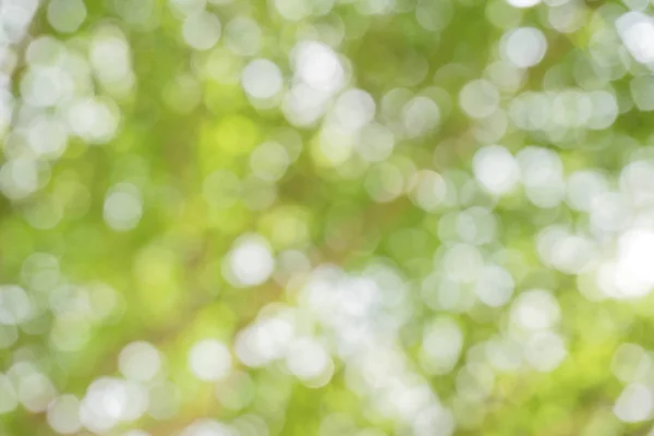 Verschwommener Park Mit Bokeh Hintergrund Verschwommener Naturhintergrund Grüner Und Weißer — Stockfoto