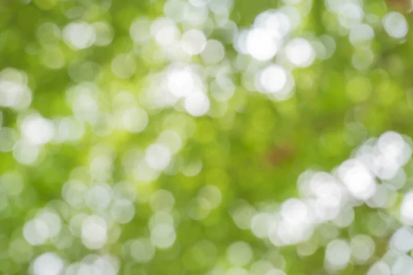 Parc Flou Avec Fond Bokeh Nature Floue Fond Vert Blanc Image En Vente