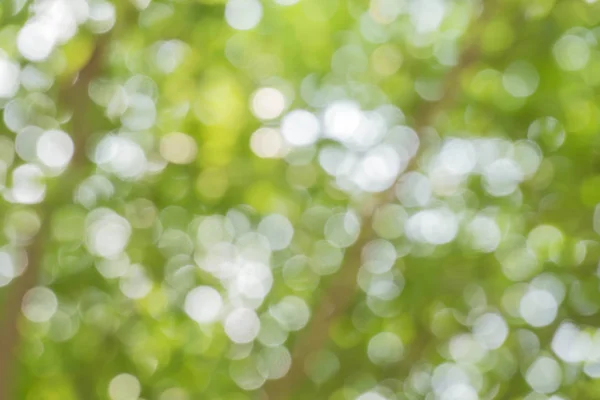 Parc Flou Avec Fond Bokeh Nature Floue Fond Vert Blanc Photos De Stock Libres De Droits