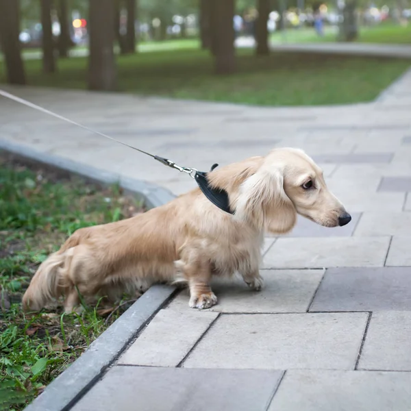 Sevimli Dachshund yaka ve bir yürüyüş için bir tasma ile