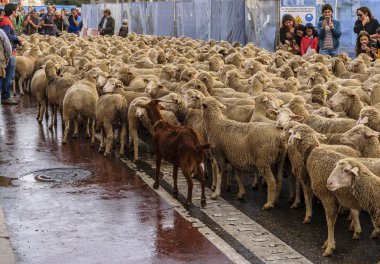 Madrid, İspanya, 21 Ekim 2018 sokak Binbaşı. Yaylacılıktan XXV Festival. Tarihi ve kültürel olay nerede koyunları Madrid sokaklarında dolaşmak
