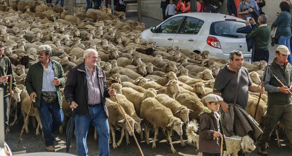 Madrid, İspanya, 21 Ekim 2018 sokak Binbaşı. Yaylacılıktan XXV Festival. Tarihi ve kültürel olay nerede koyunları Madrid sokaklarında dolaşmak