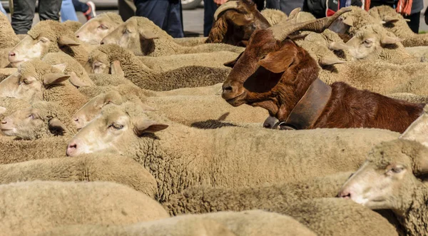 一群羊的细节 2018年西班牙交通节 图库图片