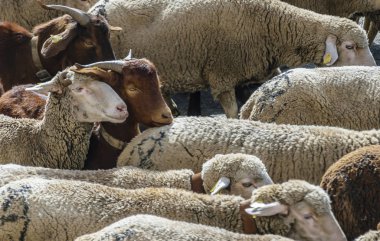 Madrid, İspanya, 21 Ekim 2018 Calle Alcala. Festival yaylacılıktan 2018. Koyun sürüsü.