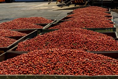 Distribu olmak için kaplarda depolanan domates büyük miktarlarda