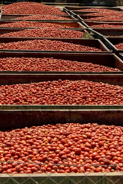 Los contenedores almacenan tomates para su distribución —  Fotos de Stock