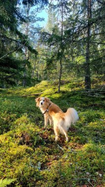 Golden Retriever yapraklar, ağaçlar ve yosunlar arasında siyah bir tasmayla sonbahar ormanında yürüyor. Hayvan bakımı, yürüyüş ve hayvanlarla aktif eğlence kavramı.