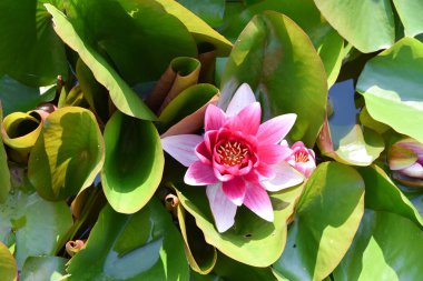 Bir güzel kırmızı Nilüfer veya lotus çiçeği gölet