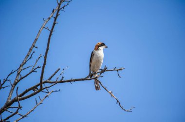 Açık mavi gökyüzüne karşı çırılçıplak bir dala tüneyen bir ağaçkakan..