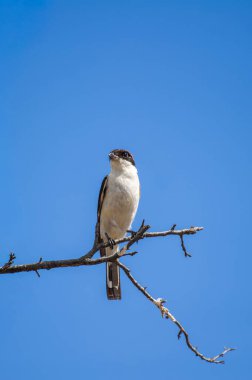 Açık mavi gökyüzüne karşı çırılçıplak bir dala tüneyen bir ağaçkakan..