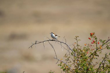 Bir odunsu örümceği, kırmızı böğürtlenlerin yanındaki dikenli bir dala nazikçe tünemiş, yumuşakça bulanık doğal bir zemin üzerine kurulmuş..