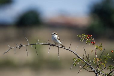 Bir odunsu örümceği, güneşli, kurak bir arazide karışık bir çalıda tetikte bekliyor.