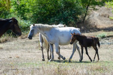 Dört beyaz at, bir koyu kahverengi tay, ve bir de yeşil ağaçlarla çevrili, güneşli, kuru bir arazide huzur içinde yürüyen siyah bir tay..