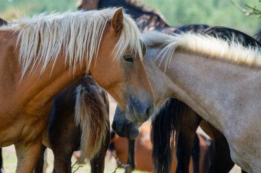 İki bronz at, sürüleriyle çevrili ve uzaktaki yeşilliklerle çevrili güneşli bir alanda sessiz bir yakınlık anını paylaşıyor..